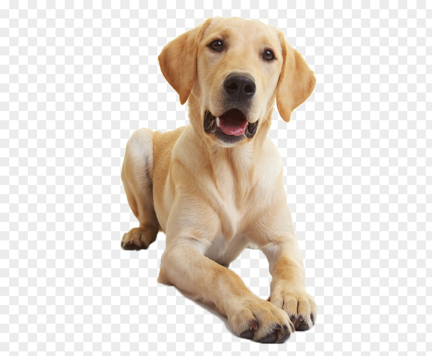 Golden Retriever Labrador Puppy Veterinarian Dog Training PNG