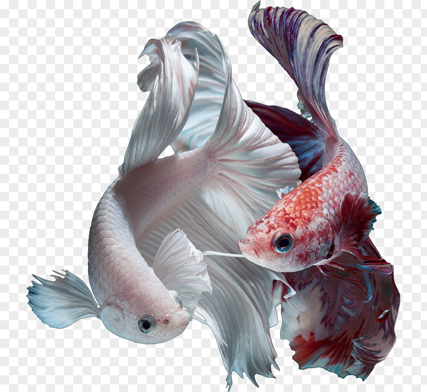 Goldfish Aquarium Boeseman's Rainbowfish Dawn Tetra Golden Retriever PNG