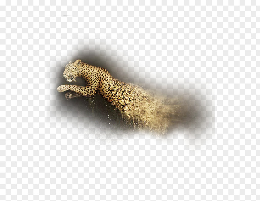 Leopard Tail PNG