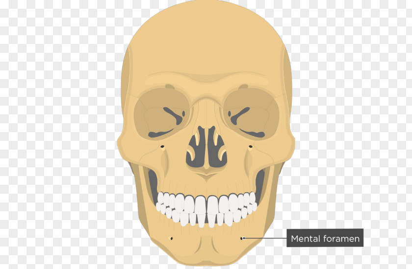 Skull Vomer Nasal Bone Ethmoid Facial Skeleton PNG