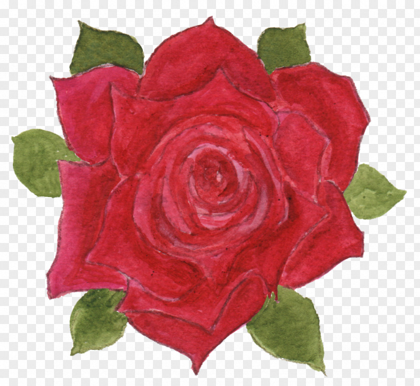 Watercolor Rose Centifolia Roses Language Of Garden Flower Floribunda PNG
