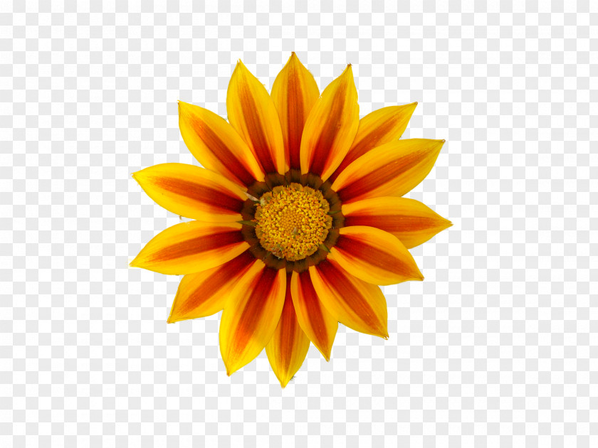 Yellow Daisy Pictures Royalty-free Clip Art PNG