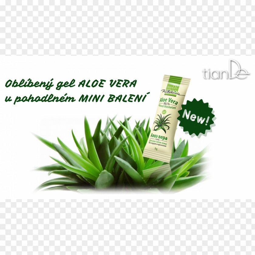 Alo Vera Jugo De Aloe Plant Chlorophytum Comosum Herbalism PNG