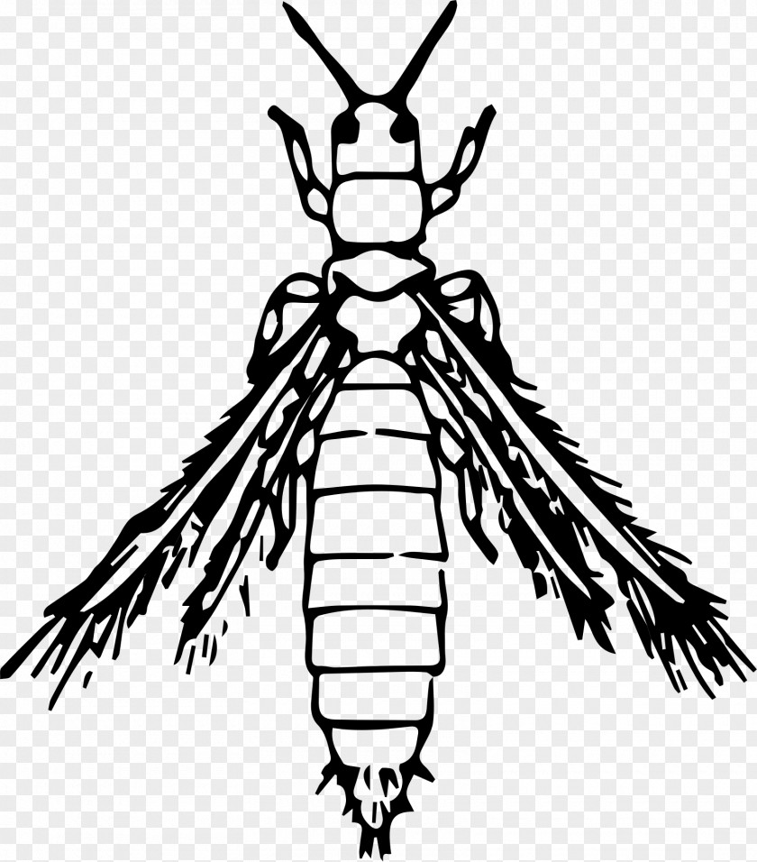 Beetle Thrips Les Insectes Los Insectos Clip Art PNG