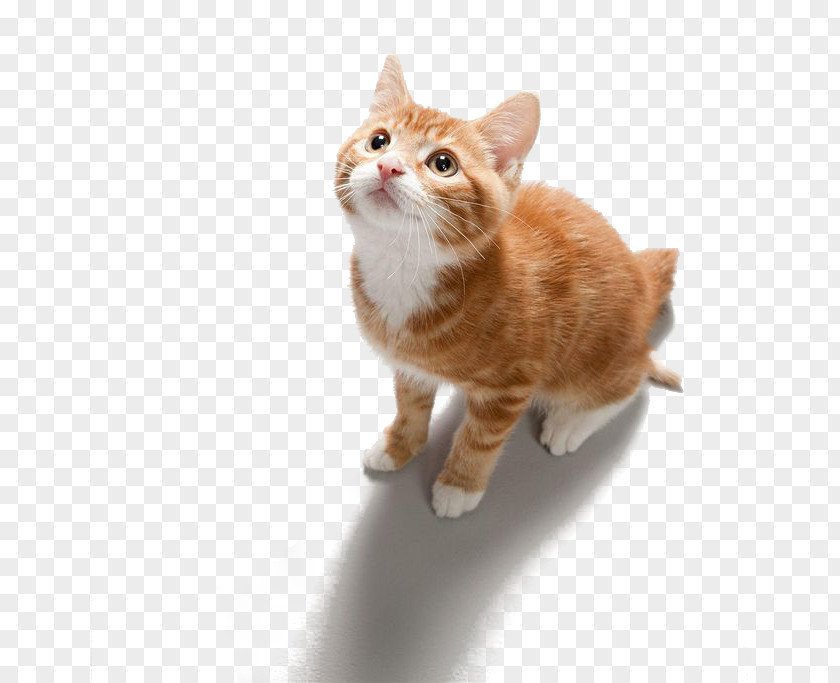 Look Up At The Cat E-book PNG