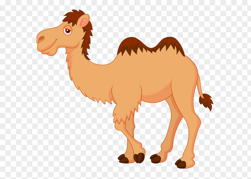 Moroccan Camel Cliparts Royalty-free Cartoon Clip Art PNG