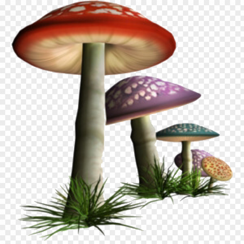 Mushroom Edible Fungus Clip Art Common PNG