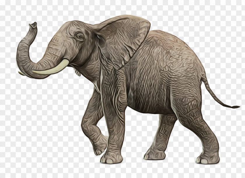 African Bush Elephant Transparency Clip Art PNG