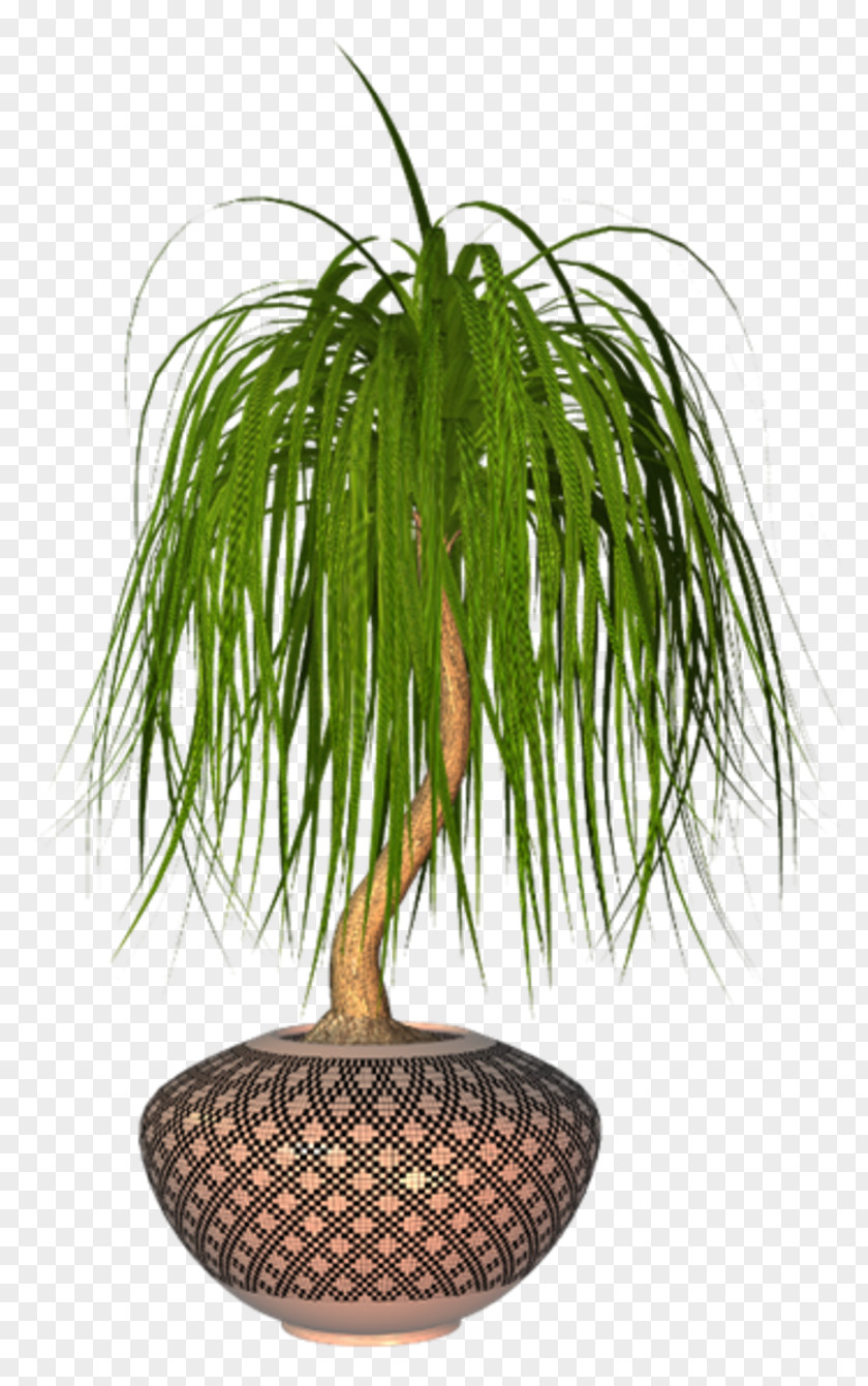 Arecales Flower Palm Tree PNG