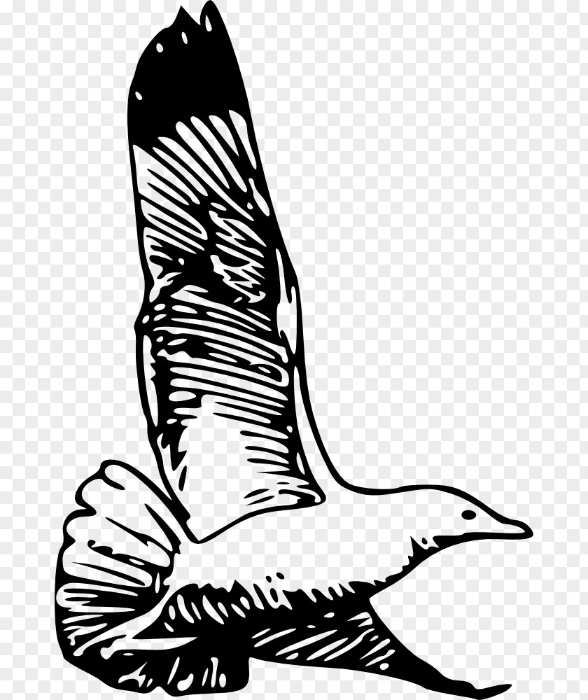 Bird European Herring Gull Clip Art American Vector Graphics PNG