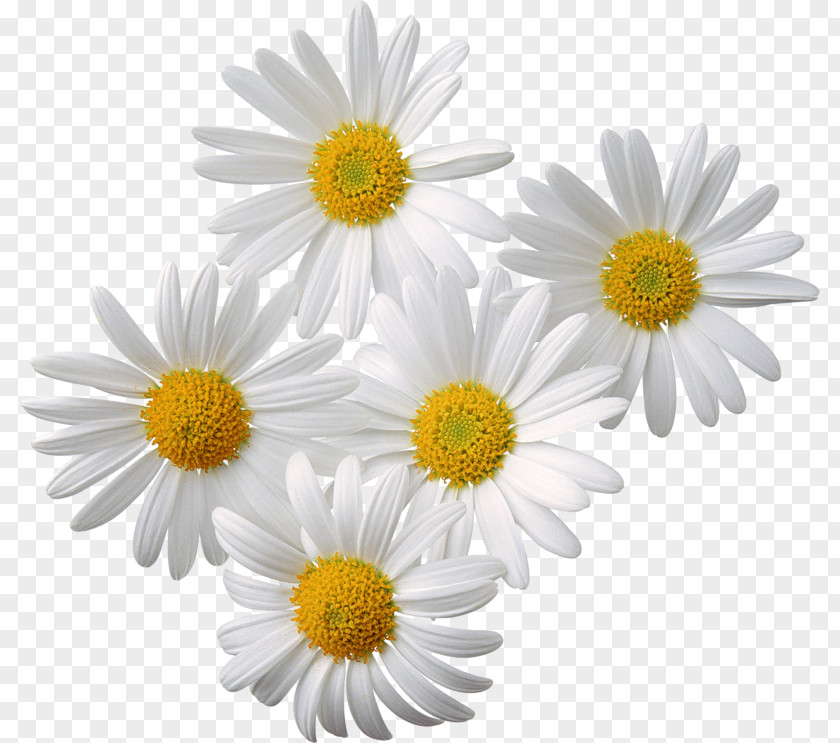 Chamomile Download Clip Art PNG