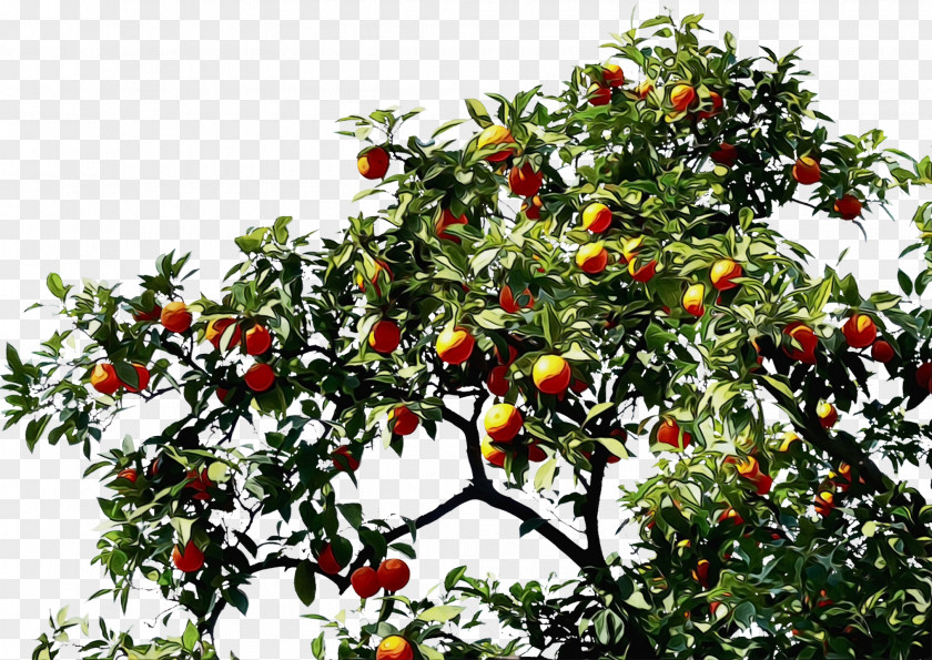 Citrus Food Fruit Tree PNG