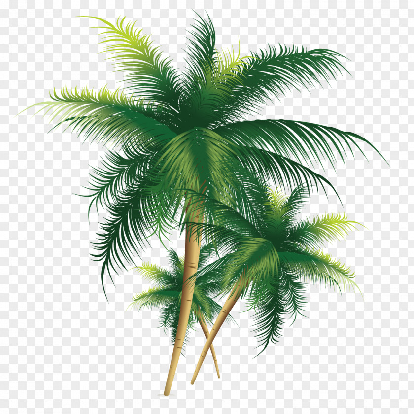 Exquisite Coconut Tree PNG