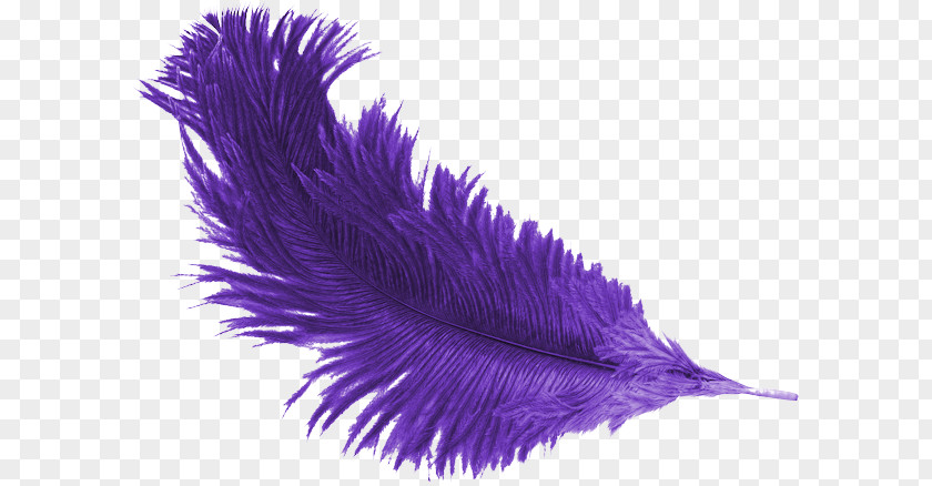Feather Purple Mulberry PNG