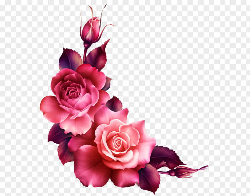 Rose Garden Roses Flower PNG