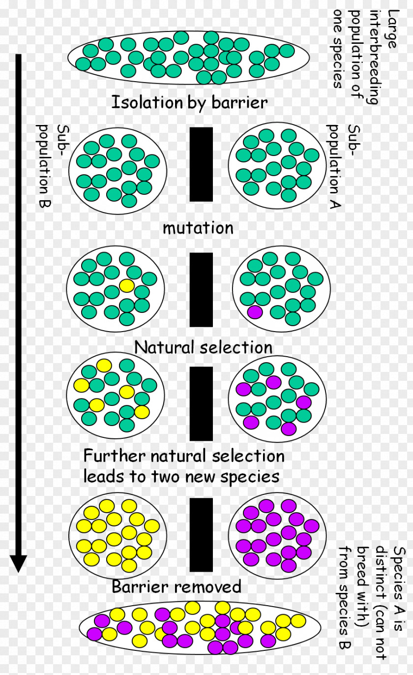 Speciation Geographical Isolation Biology Adaptation And Natural Selection PNG
