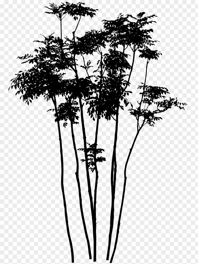 Tree Twig Griffith's Ash 株立ち Niwaki PNG