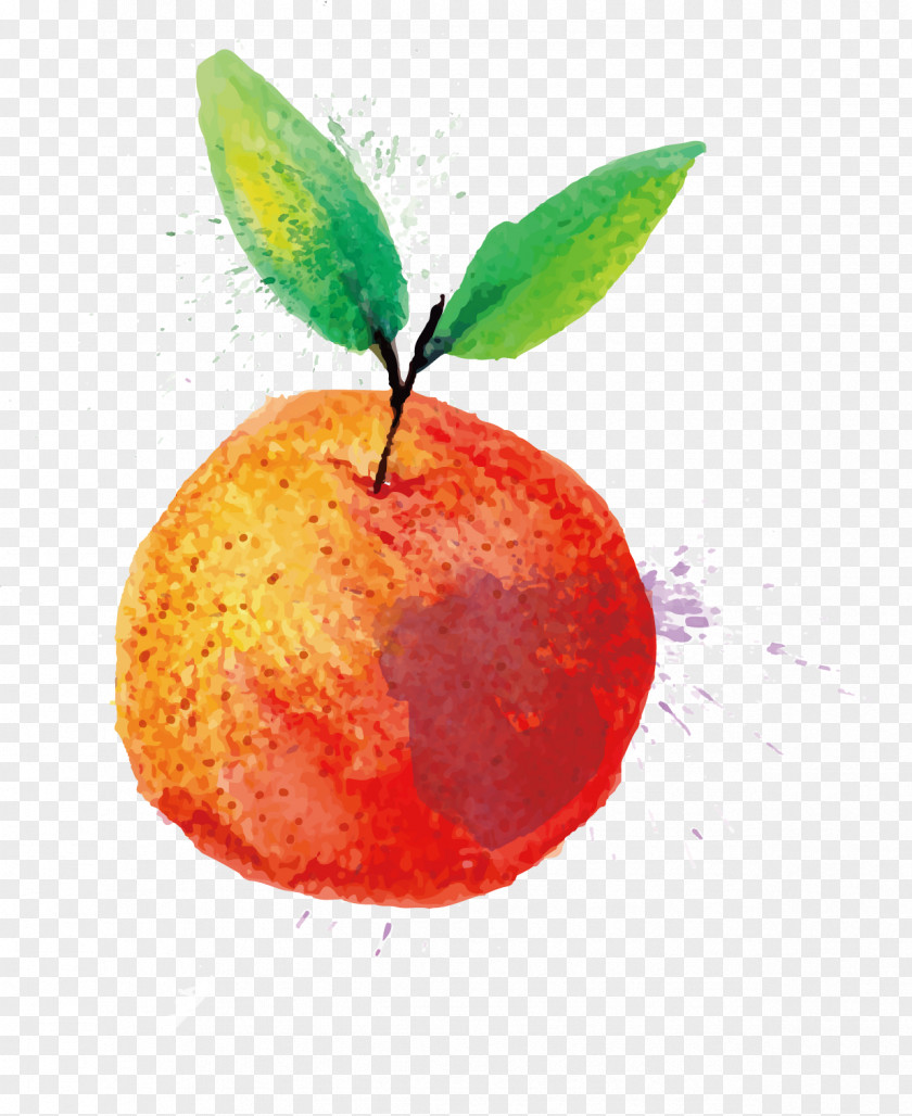 Watercolor Apple Painting Fruit PNG