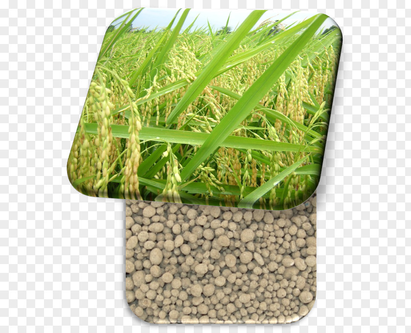 Grasses Oryza Sativa Commodity Family PNG