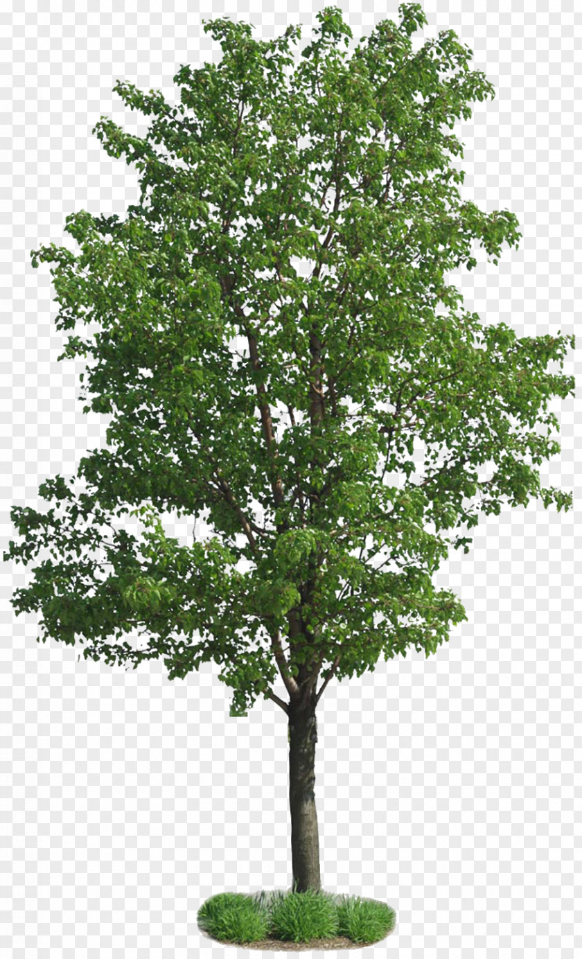 Green Tree Populus Nigra European Aspen Plant PNG