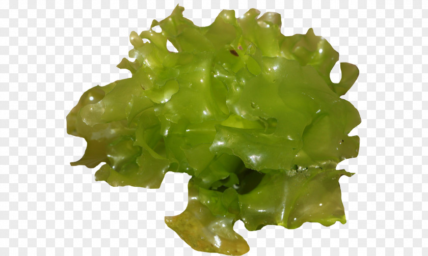 Laitue Sea Lettuce Leaf Vegetable North PNG