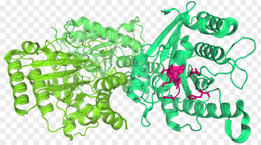 Pea Plastome Chloroplast DNA Plant TIC/TOC Complex PNG