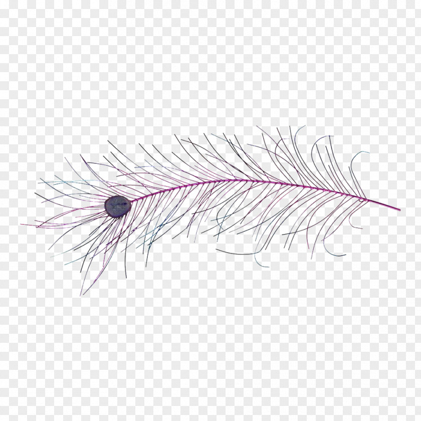Peacock Feather Pink M Rose Line PNG