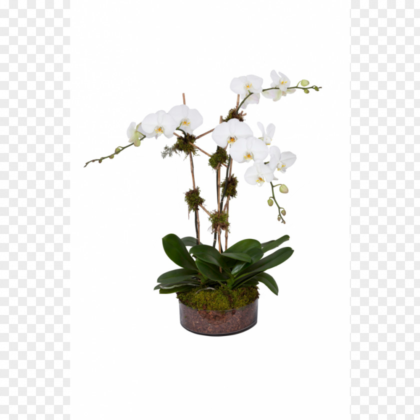 Plant IKEA Orchids Houseplant Online Shopping PNG