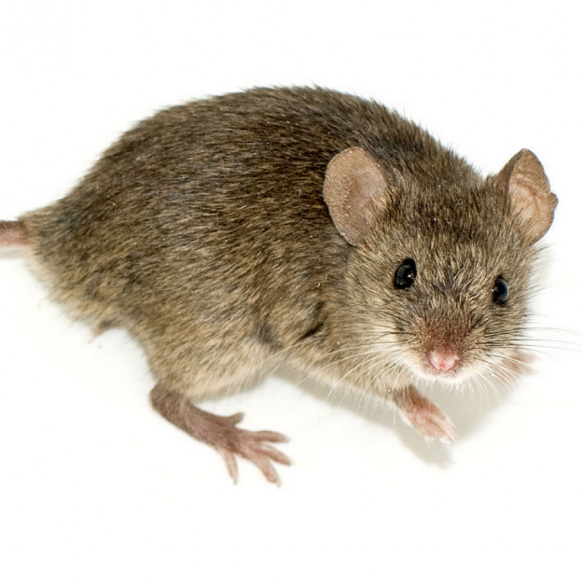 Rat Fancy Mouse Rodent Human Genome Project PNG