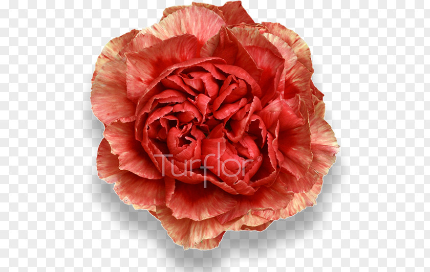 Samai Cabbage Rose Garden Roses Cut Flowers Carnation Close-up PNG