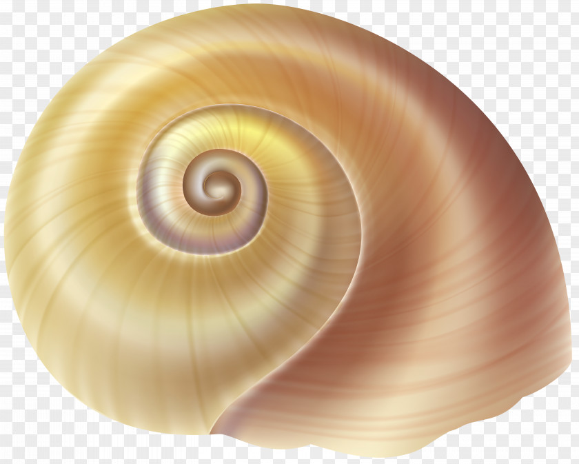 Sea Snail Shell Clip Art Image Gastropod Seashell Emerald Green PNG