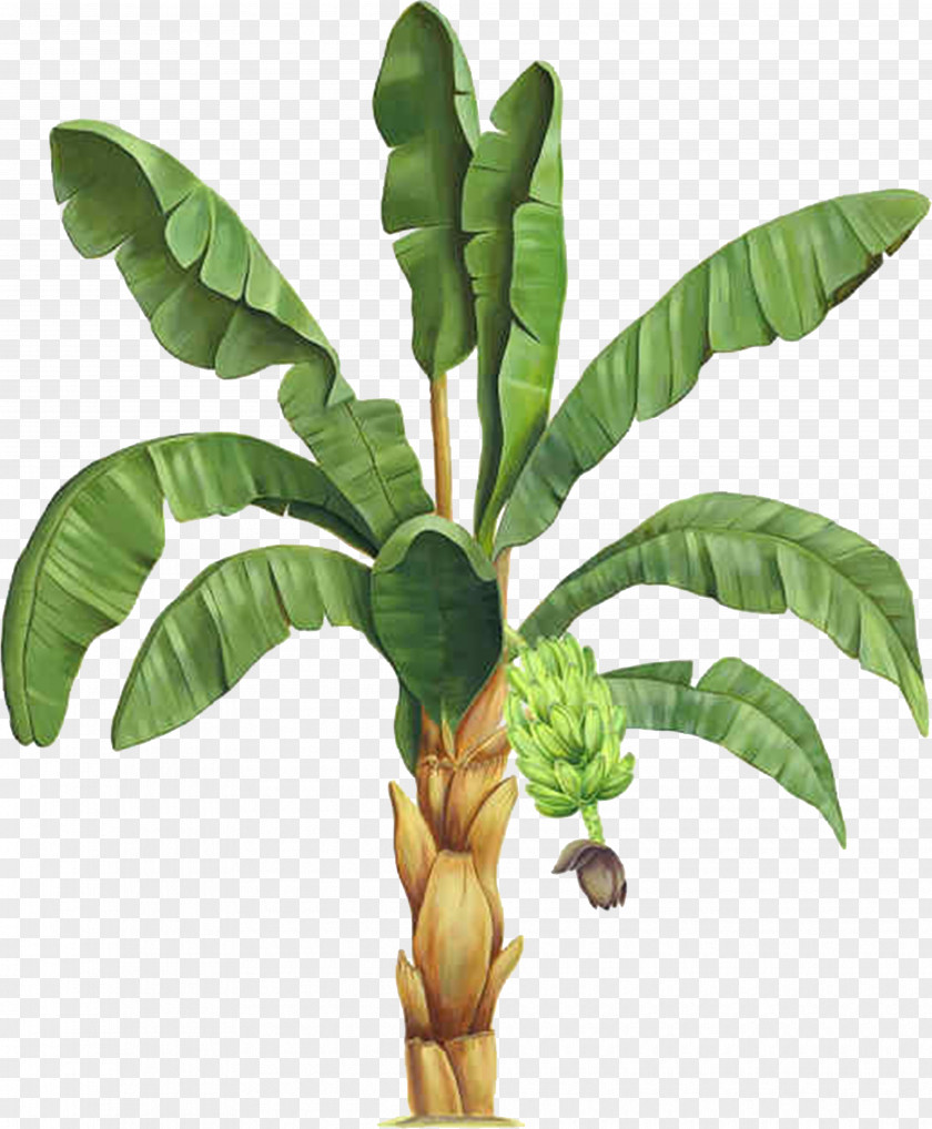 Tropical Information Plant Clip Art PNG