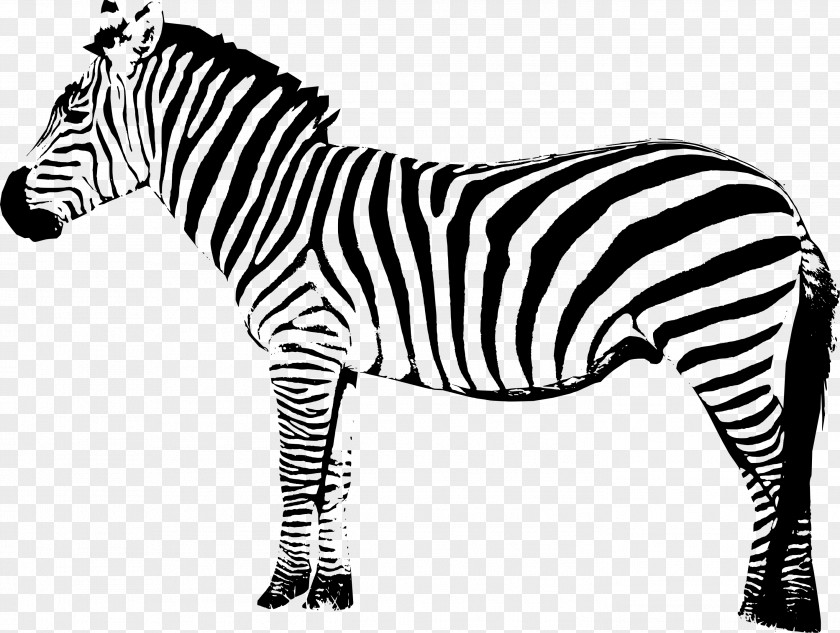 Zebra Quagga Clip Art PNG