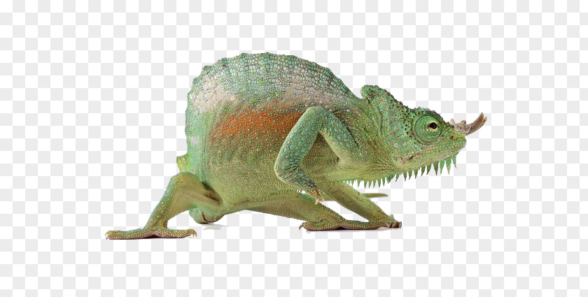 Animals Chameleon Lizard Reptile Chameleons PNG