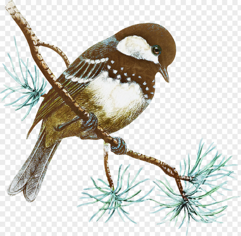 Bird Wren Perching Branch Sparrow PNG