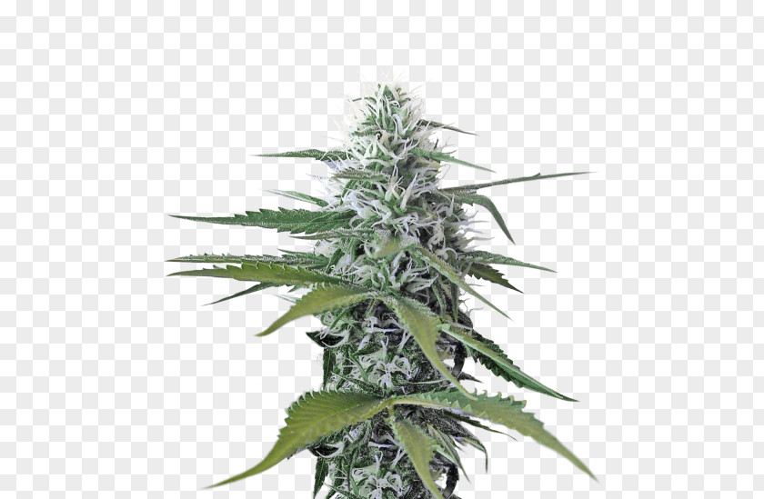 Cannabis Sativa Medical Clip Art PNG