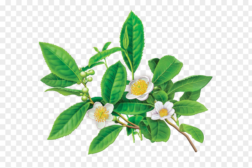 Herb Green Tea Organic Food Bag Herbal PNG