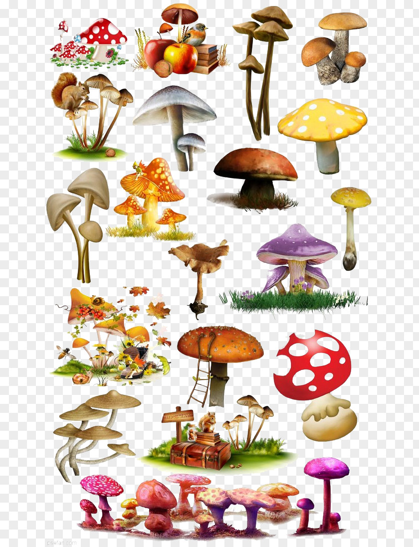 Mushroom Fungus Illustration PNG