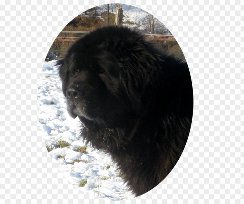 Puppy Newfoundland Dog Giant Breed Snout PNG