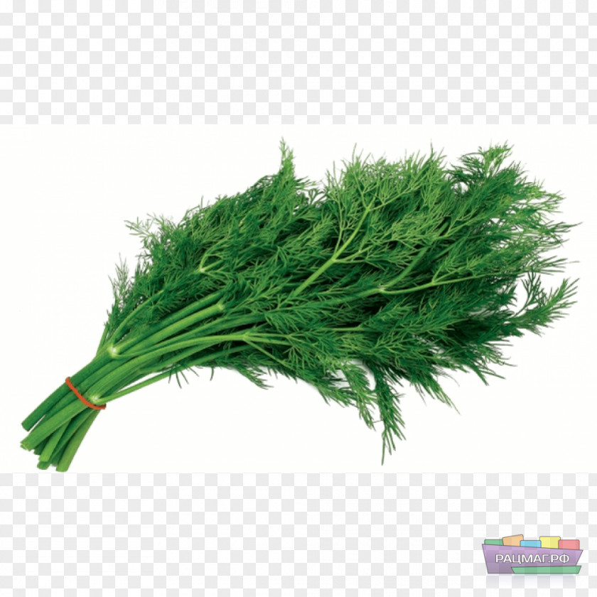 Vegetable Honey Dill Herb Salad PNG