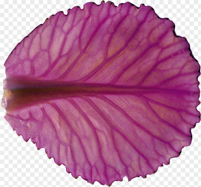 Violet Purple Color Leaf PNG