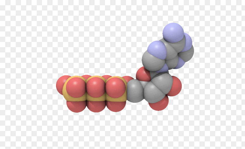 Energy Adenosine Triphosphate Muscle Molecule PNG