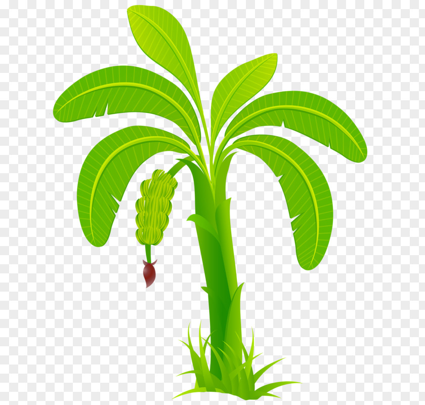 Green Banana Arecaceae Computer File PNG