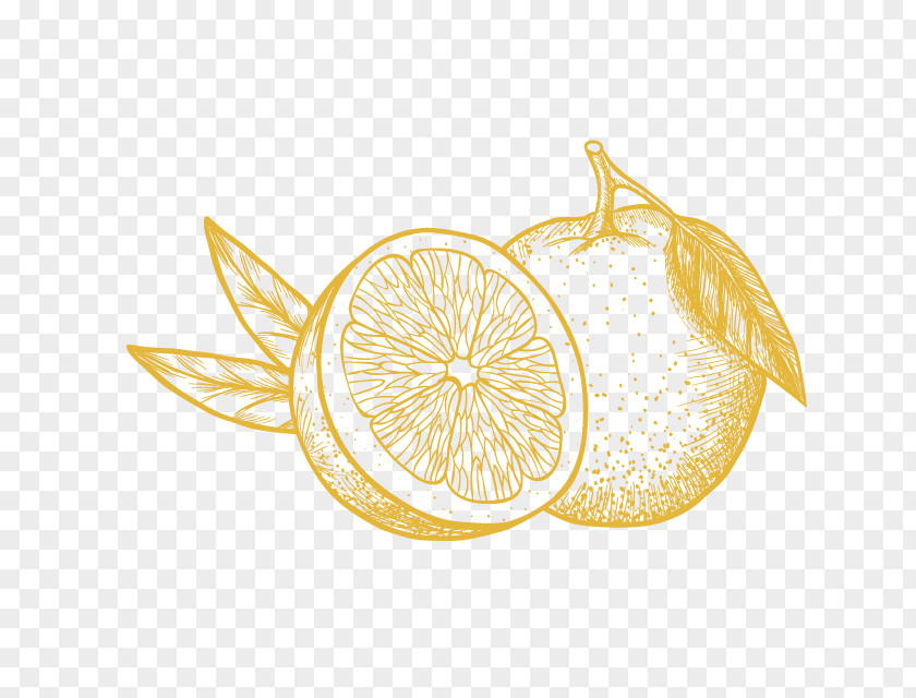 Lemon Bergamot Orange Gin PNG