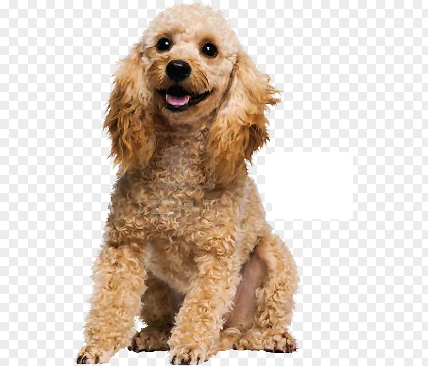 Cat Pet Sitting English Cocker Spaniel American Pit Bull Terrier Poodle PNG