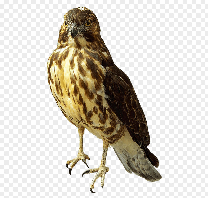 Falcon Standing PNG Standing, brown falcon graphic clipart PNG