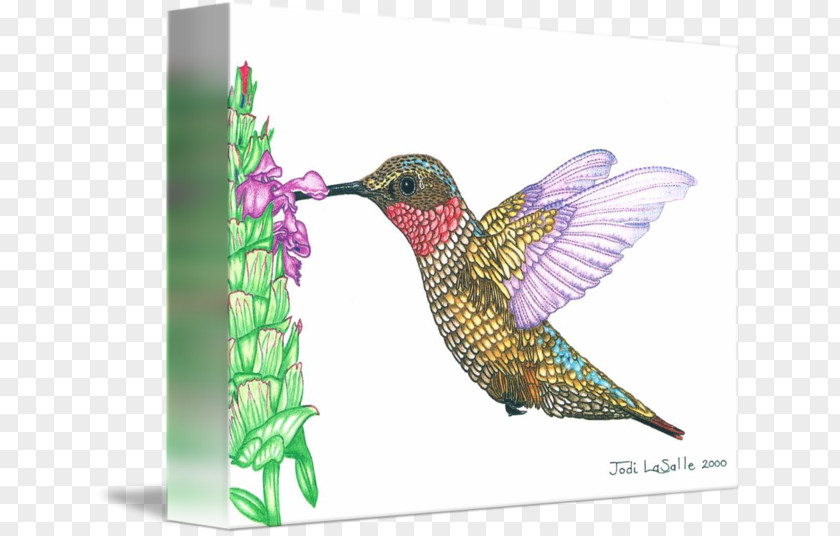 Feather Hummingbird M Beak Wing PNG