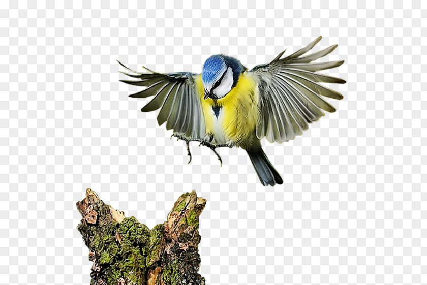 Flying The Bird Computer Software Clip Art PNG