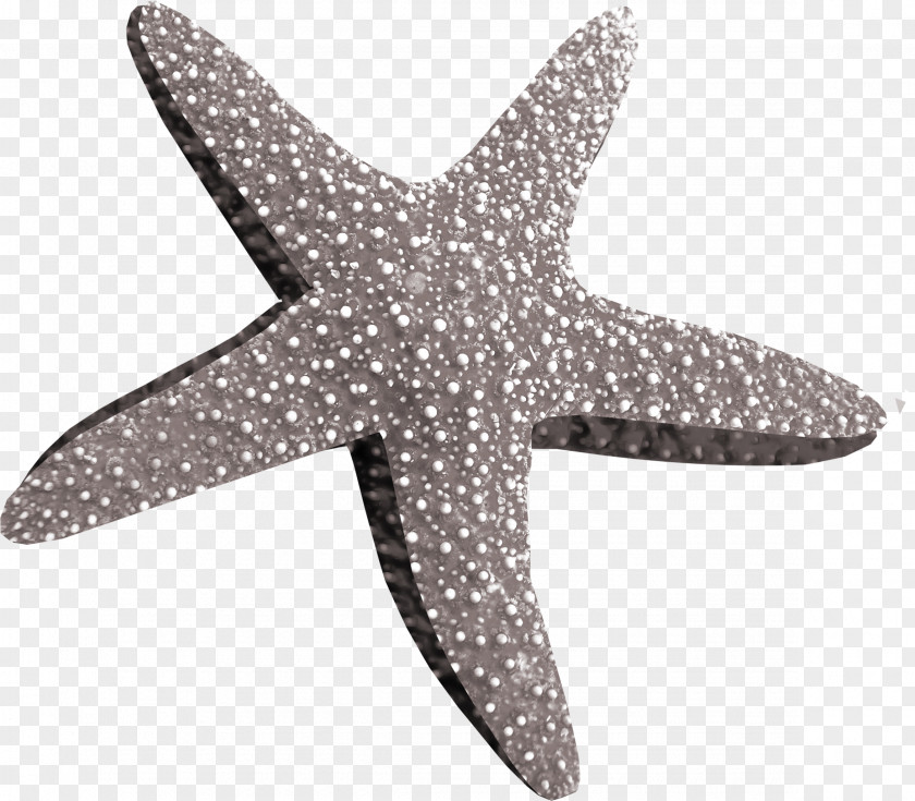 Grey Beautiful Starfish Clip Art PNG