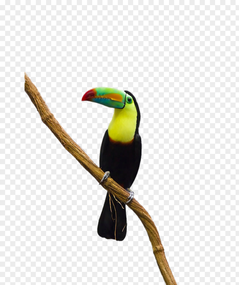 Parrot Standing On Tree Branch Bird Toco Toucan PNG
